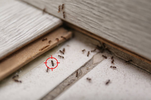 Best Bed Bug Extermination  in Oliver Springs, TN