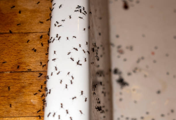 Best Emergency Pest Control  in Oliver Springs, TN