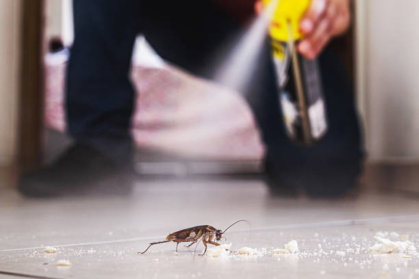 Best Flea Control Services  in Oliver Springs, TN